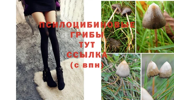 ПСИЛОЦИБИНОВЫЕ ГРИБЫ Ельня